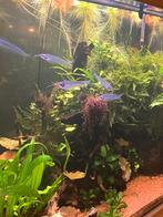 Vissen en garnalen, Dieren en Toebehoren, Vis