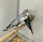 Blackwing parkieten, Meerdere dieren, Parkiet