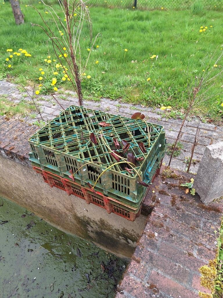 Vijver planten, Ophalen