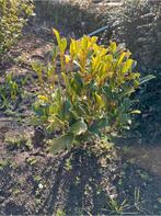 Alleen vandaag! Vandaag eruit halen € 7,50, Ophalen of Verzenden