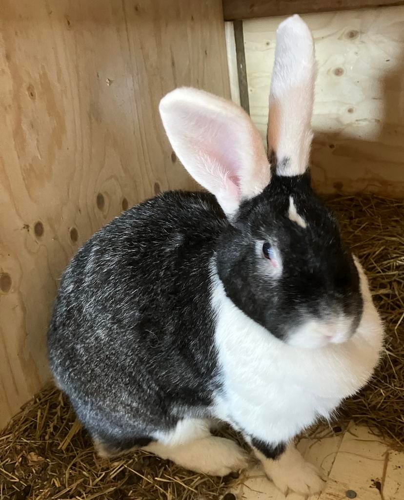 Vlaamse reus, Dieren en Toebehoren, Konijnen, Vrouwelijk, Groot, 0 tot 2 jaar