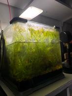 15L mini klein Kubus Aquarium garnalen SuperFish Aqua-Cube, Dieren en Toebehoren, Vissen | Aquaria en Toebehoren, Ophalen, Gebruikt