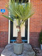 Trachycarpus Fortunei stam 50cm - winterhard, Volle zon, Ophalen of Verzenden, Minder dan 100 cm, Zomer