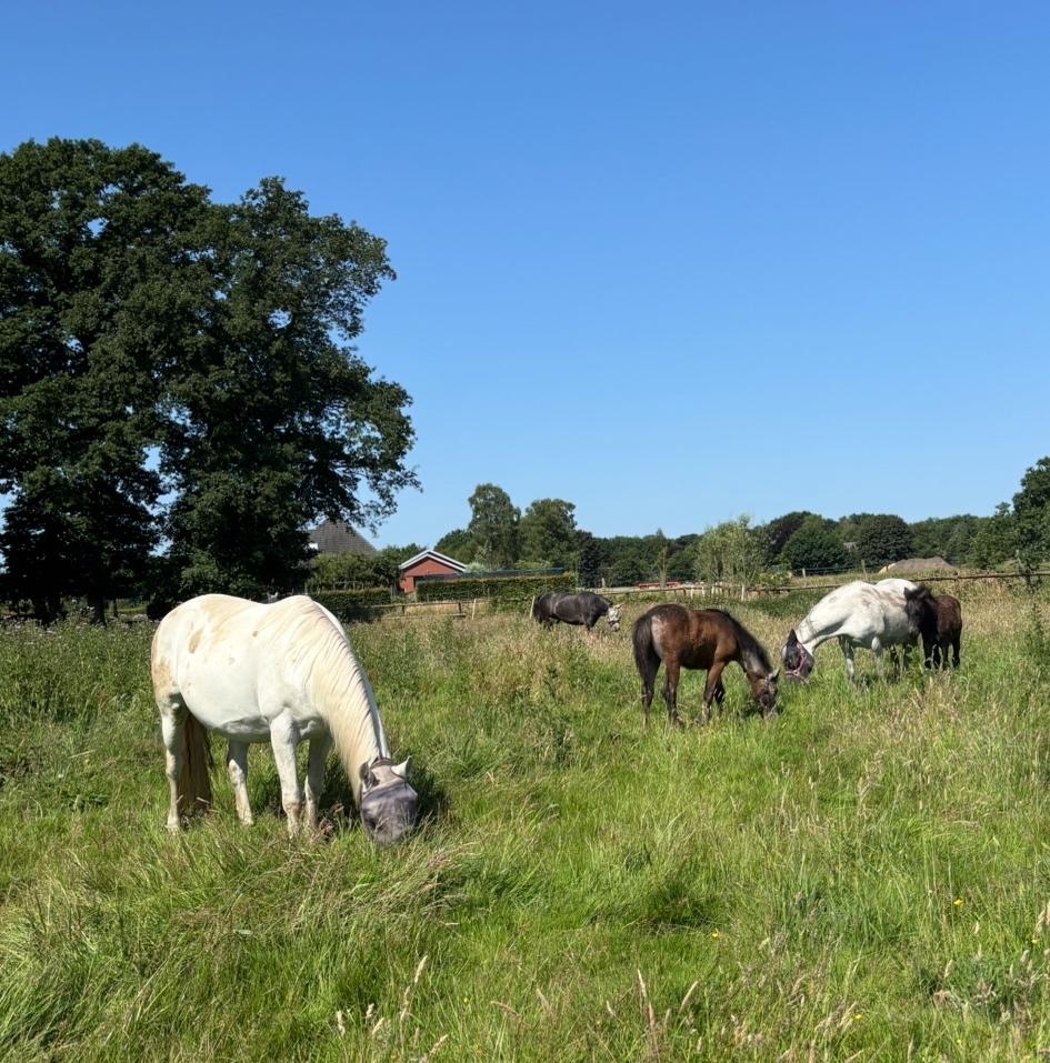 Stalhulp gezocht voor leuke privéstal, Dieren en Toebehoren, Stalling en Weidegang