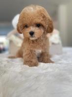 Exclusieve Maltipoo Micro pups (Maltezer/ Asian Toy Poedel), Particulier, Overige rassen, 8 tot 15 weken, Buitenland