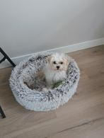 Lieve maltipoo pup (6 mnd) zoekt rustig thuis, Maltezer, 15 weken tot 1 jaar, Teef, Parvo