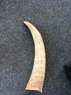 Decoratieve Koeienhoorn, Ophalen of Verzenden, Gebruikt, Boerderijdier, Overige typen