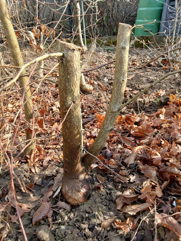 Chinese haagbeuk pre bonsai, Minder dan 3 m³, Ophalen of Verzenden
