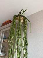 Rhipsalis Paradoxa - 1.20m lange hangplant, Huis en Inrichting, Ophalen, Halfschaduw, Minder dan 100 cm