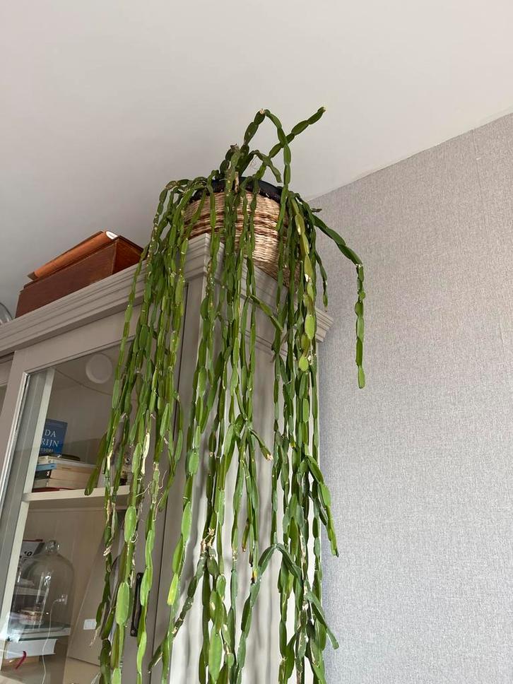 Rhipsalis Paradoxa - 1.20m lange hangplant, Huis en Inrichting, Kamerplanten, Minder dan 100 cm, Halfschaduw, Ophalen