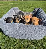 Lieve Dameriaantjes, Dieren en Toebehoren, Parvo, Overige rassen, 8 tot 15 weken, Meerdere