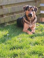 Dekreu, Reu, Eén hond, Nederland, Particulier