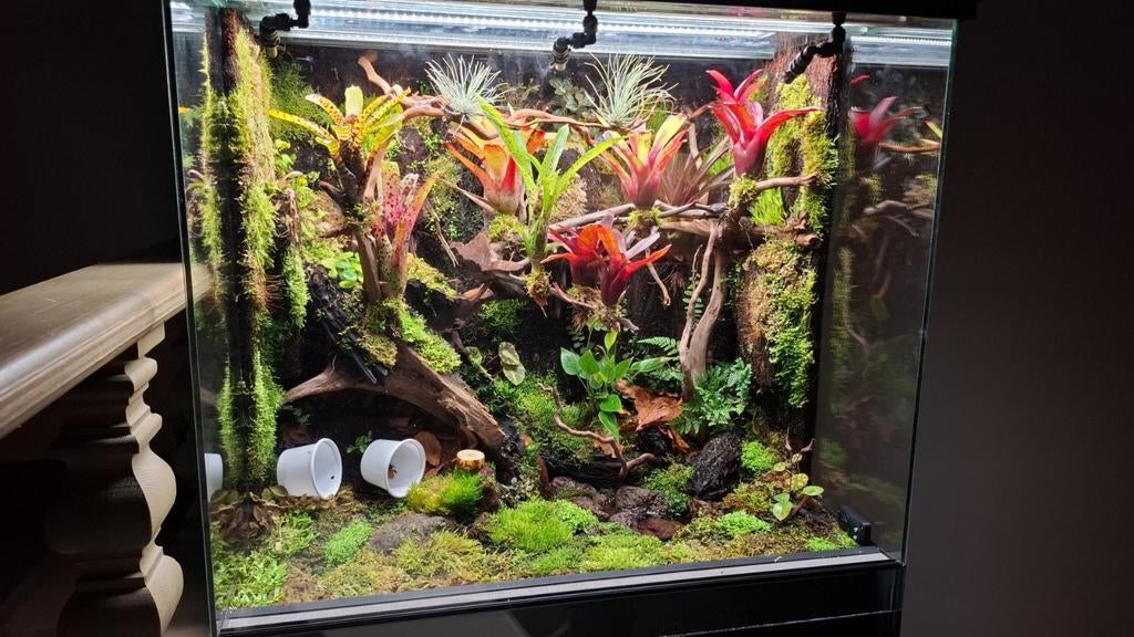 Paludarium, Amfibie, 0 tot 2 jaar