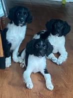 Supermooie FRIESE STABIJ x HEIDEWACHTEL pups, Parvo, Nederland, 8 tot 15 weken, Meerdere