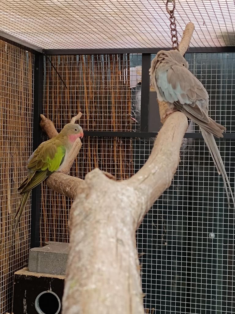 Gevraagd , pop prinsess of wales, Vrouwelijk, Parkiet