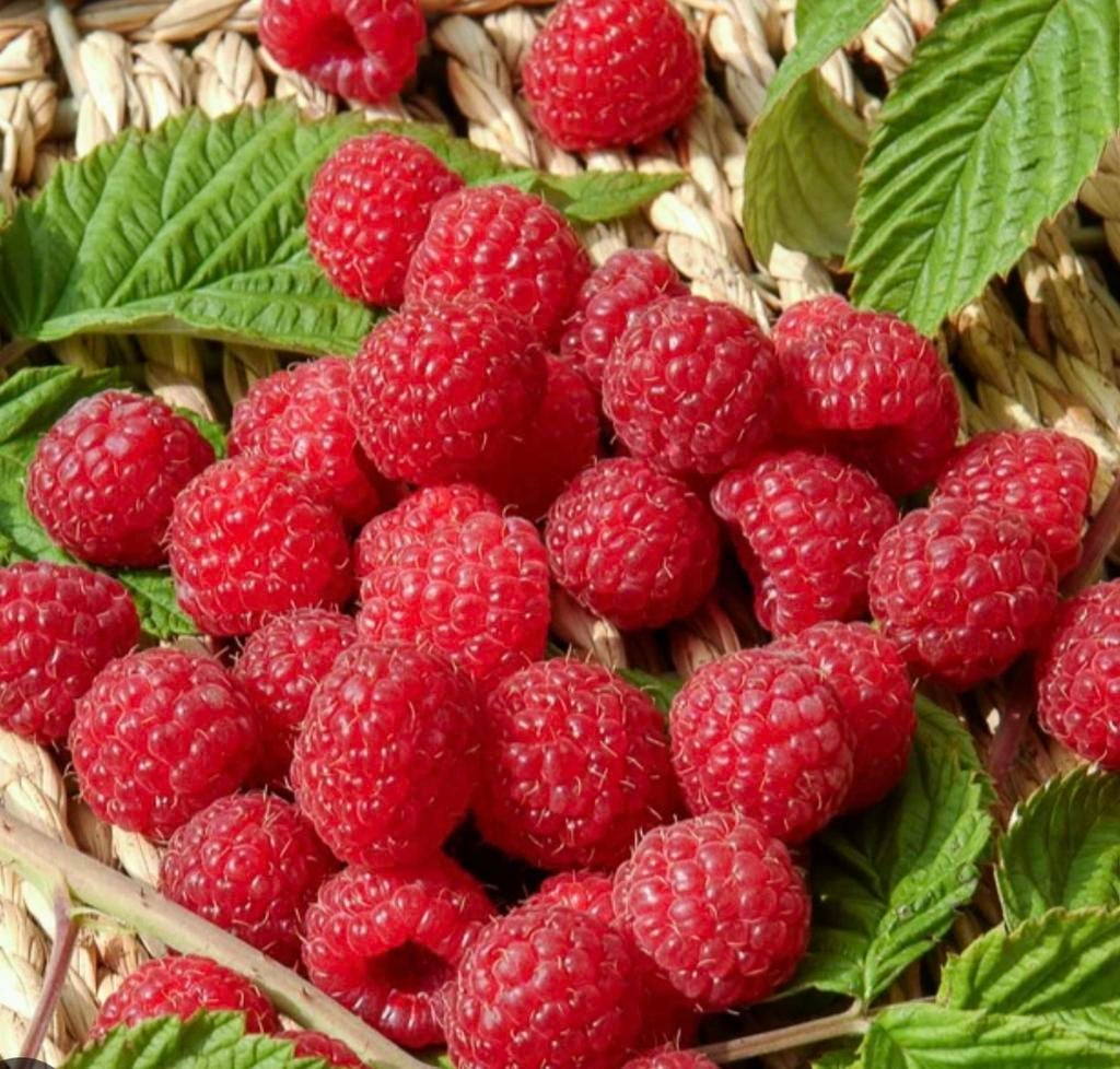 Frambozen planten struiken stekken stekjes plantjes., Tuin en Terras, Ophalen, Volle zon