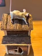 Kleurmuizen jonge mannen, Maart, Muis, Mannelijk, Tam