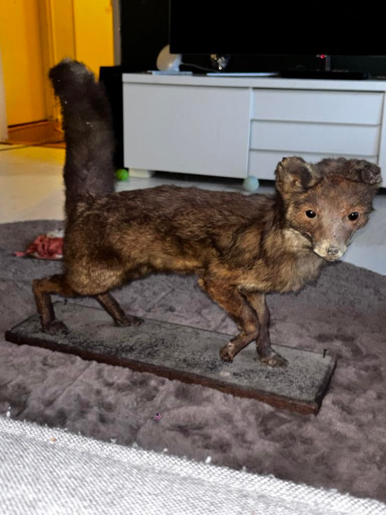 Opgezette vos., Verzamelen, Ophalen, Zo goed als nieuw, Wild dier, Opgezet dier