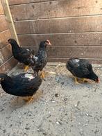 Barnevelder, Dieren en Toebehoren, Mannelijk, Kip