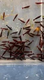 Hobbyaquarium  Bloody Mary garnalen overzicht alle soorten, Kreeft, Krab of Garnaal, Zoetwatervis, Schoolvis