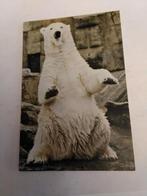 FEMALE POLAR BEAR AT THE ZOO, Ophalen of Verzenden, Overige thema's