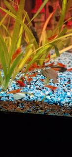 Red cherry / vuur garnalen, Dieren en Toebehoren, Vissen | Aquariumvissen