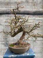 Yamadori Larix bonsai in training, Ophalen, Bloeit niet, Halfschaduw, Overige soorten