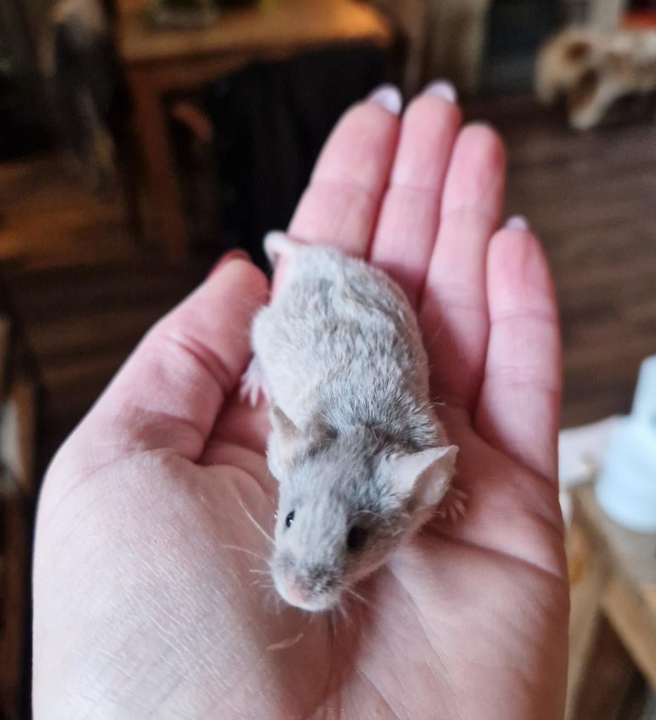 Tamme muis krul texels kleurmuis VROUW teddy dames, Dieren en Toebehoren, Knaagdieren, Februari, Muis, Meerdere dieren, Tam