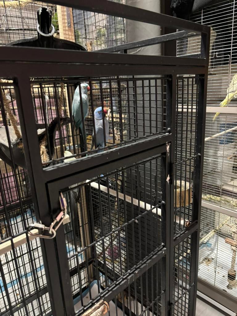 Halsbandparkieten, Meerdere dieren, Parkiet, Tam