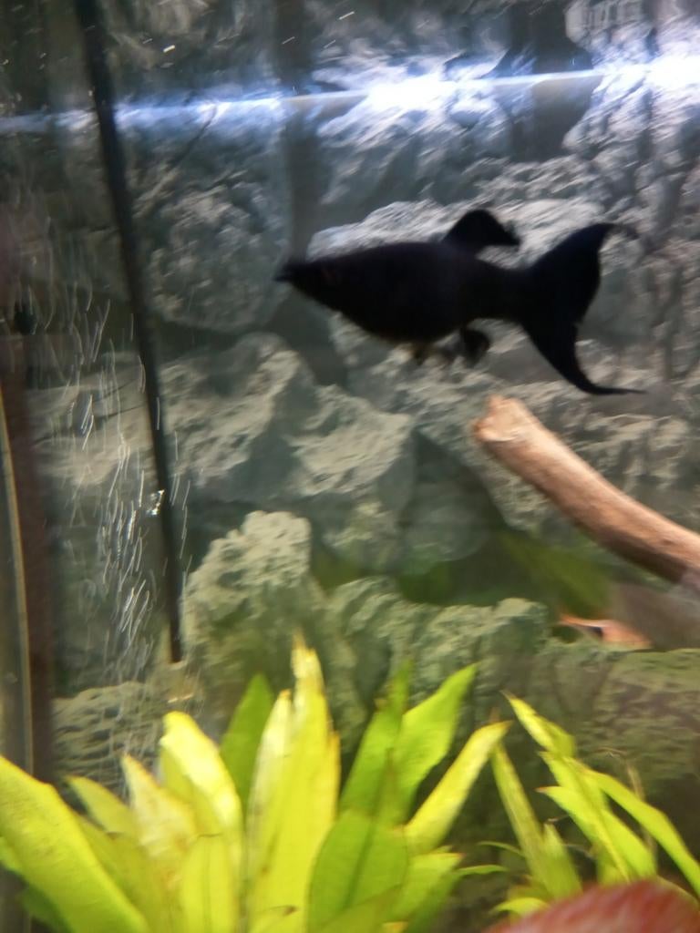 Black Molly sluierstaart, Vis, Zoetwatervis