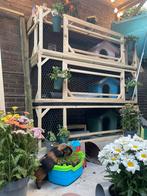 Cavia oppas aangeboden!, Dieren en Toebehoren, Knaagdieren, Cavia, Augustus, Geslacht onbekend, Tam