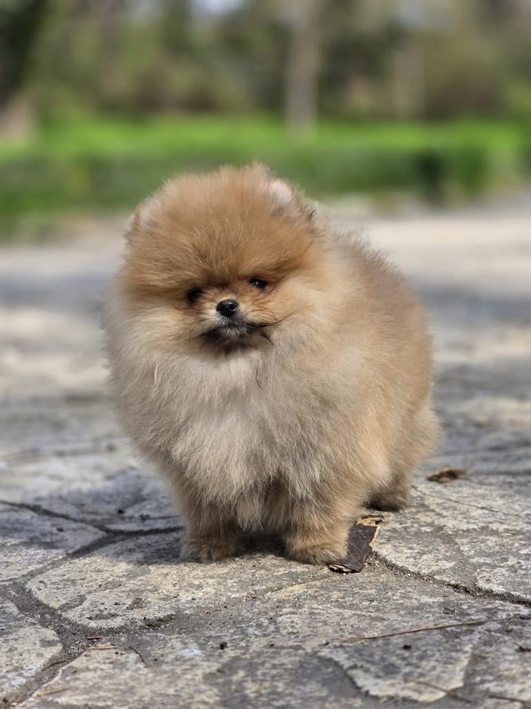 Pomeriaan pups, Dieren en Toebehoren, Honden | Poolhonden, Keeshonden en Oertypen, Particulier, 15 weken tot 1 jaar, Overige rassen