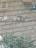 Zebravinkjes, Meerdere dieren