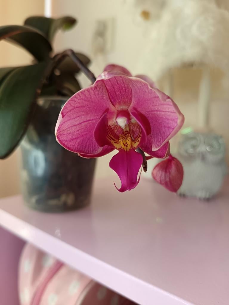Orchidee 2e x in bloei zie omschrijving!, Huis en Inrichting, Kamerplanten, Ophalen, Halfschaduw, Minder dan 100 cm