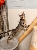 Knuffelig kitten poesje 4 maanden, Dieren en Toebehoren, Katten en Kittens | Overige Katten, Poes