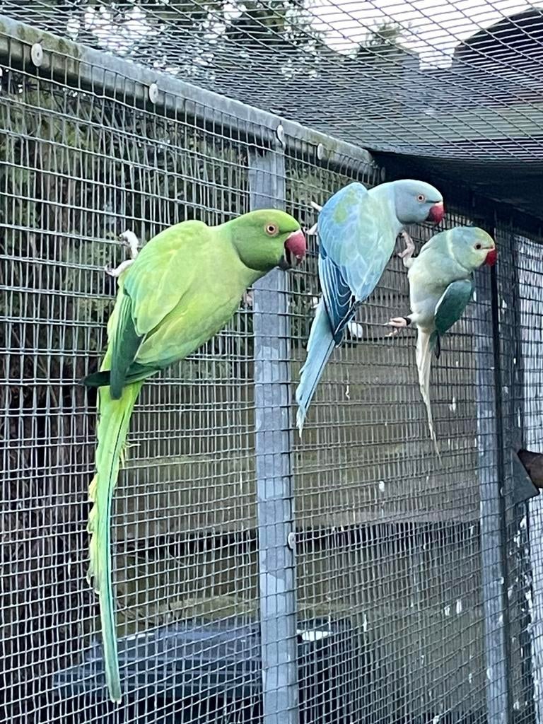 Halsbandparkieten, Dieren en Toebehoren, Vogels | Parkieten en Papegaaien, Vrouwelijk, Parkiet