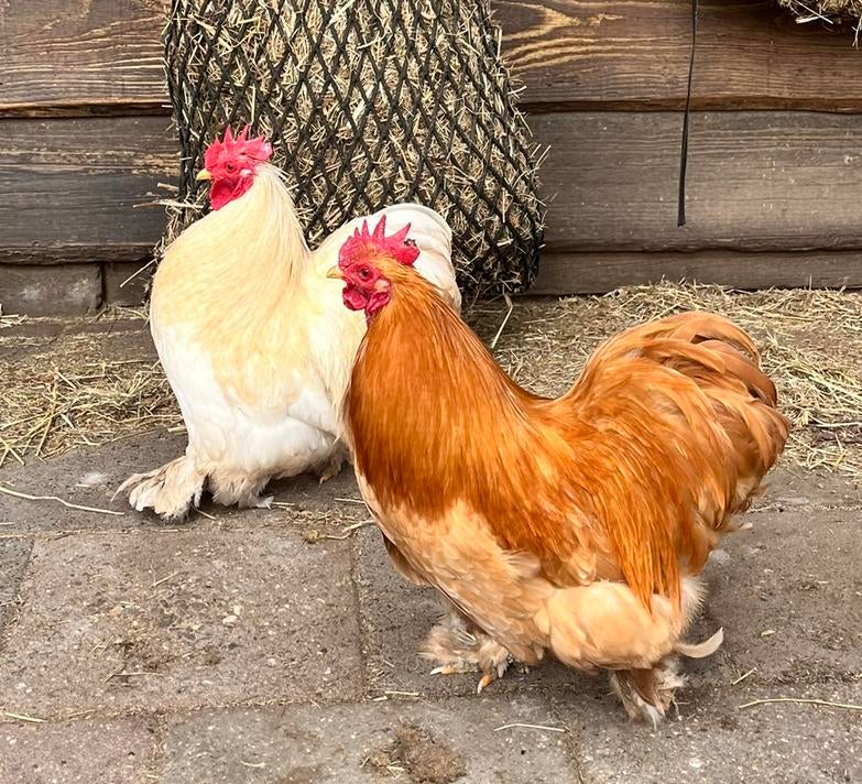 2 Cochin hanen, Dieren en Toebehoren, Pluimvee, Mannelijk, Kip