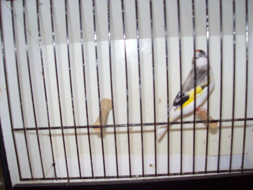 bonte majoor/ major putter man 2024, Mannelijk, Wildzangvogel, Geringd