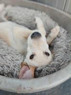 FINLEY, KNAPPE,VRIENDELIJK, SPEELSE, PUP, REU, MIDDELMAATJE, Particulier, 15 weken tot 1 jaar, Reu, Buitenland