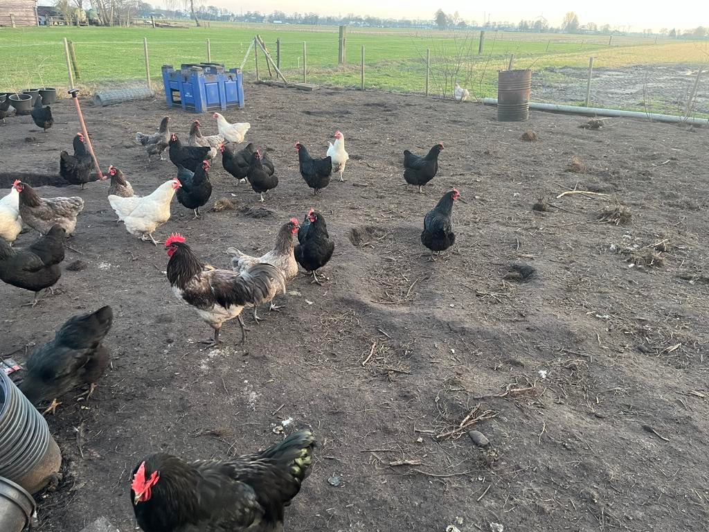 Broedeieren jersey giant, Dieren en Toebehoren, Pluimvee, Geslacht onbekend, Kip