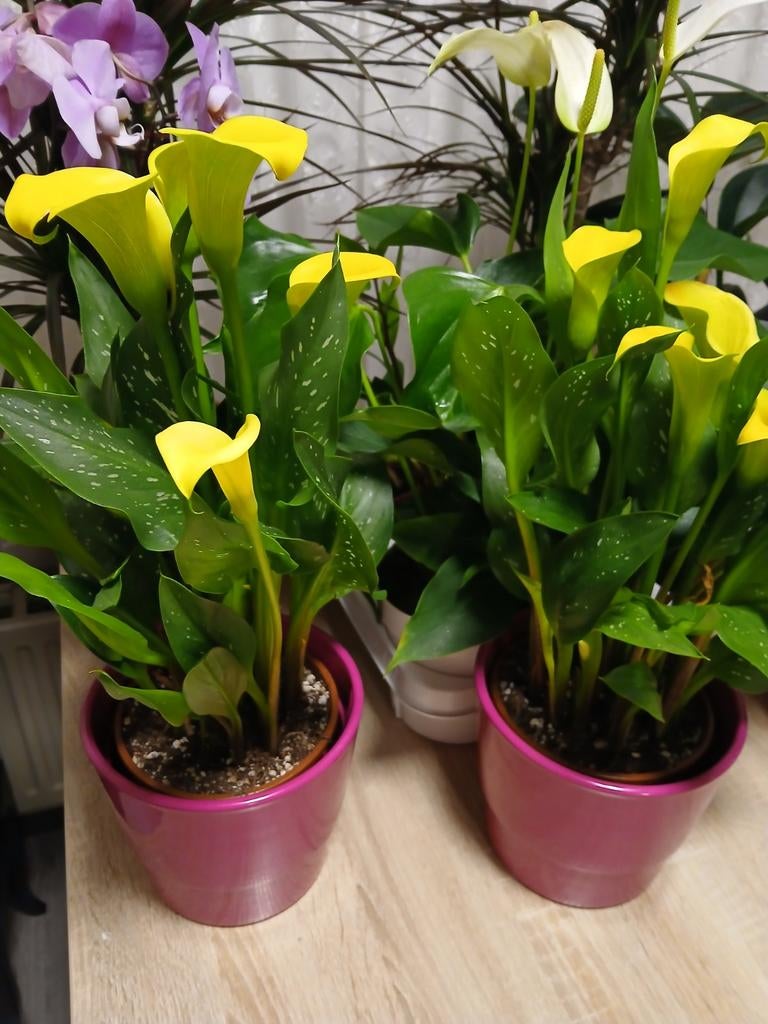 Moet snel weg, Ophalen of Verzenden, Halfschaduw, Minder dan 100 cm