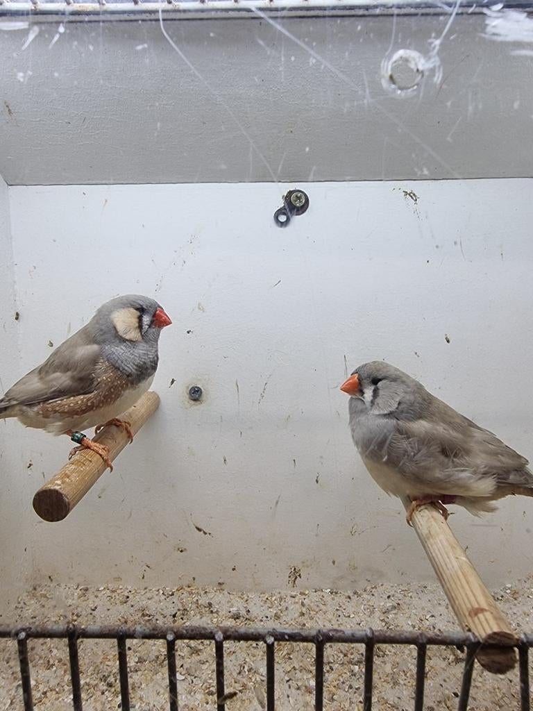 Te koop 2 koppelen Pastel split charcoal, Dieren en Toebehoren, Vogels | Overige Vogels, Mannelijk