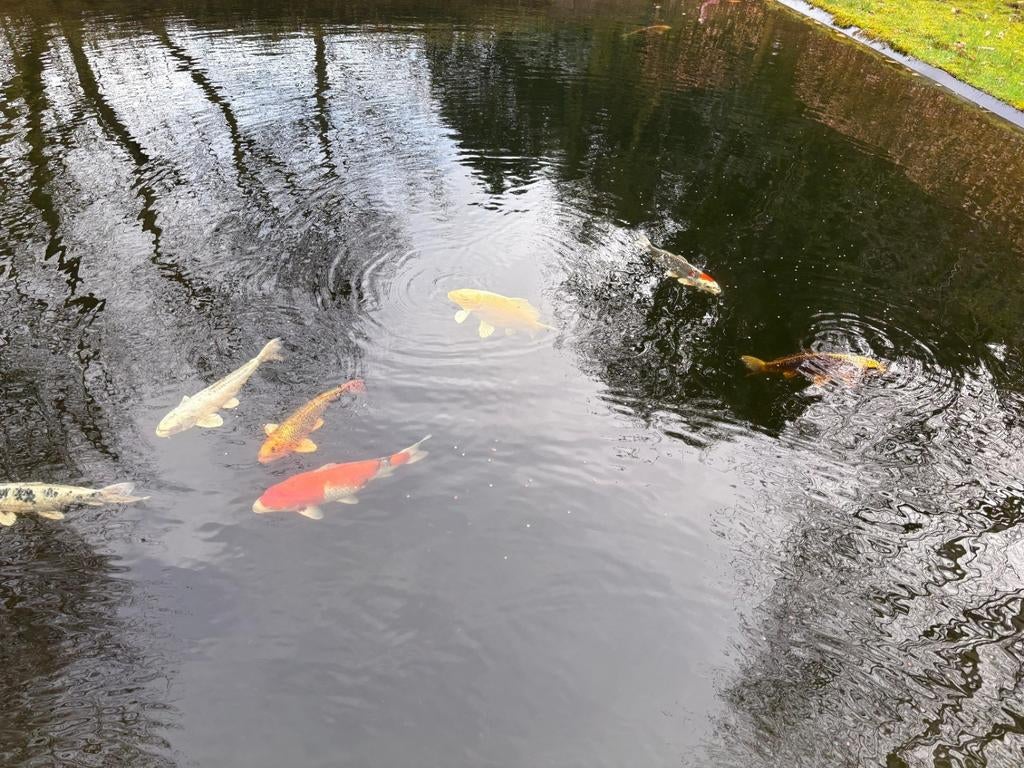 8 koi karpers te koop., Tuin en Terras, Vijvers, Ophalen of Verzenden