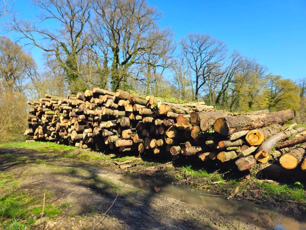 Stamhout eik, es, kers, beuk 5m lengte stammen, brandhout, Tuin en Terras, Haardhout, 6 m³ of meer, Ophalen of Verzenden, Eikenhout