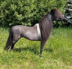 Wegens ziekte meerdere dieren te koop, Dieren en Toebehoren, Pony's, Hengst, A pony (tot 1.17m), Met stamboom, 0 tot 2 jaar