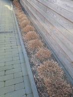 Mooie Lampenpoetsersgras (Pennisetum) - Wegens verandering, Tuin en Terras, Planten | Tuinplanten, Ophalen, Volle zon, Vaste plant