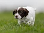 Super Lieve Sprocker Spaniel Pups, Dieren en Toebehoren, Parvo, Reu, 8 tot 15 weken, Meerdere