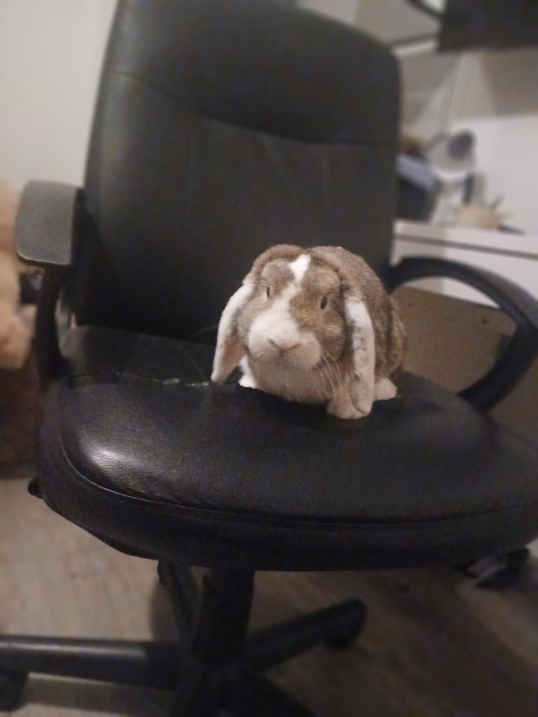 Konijn en hok 65 euro, Ophalen of Verzenden