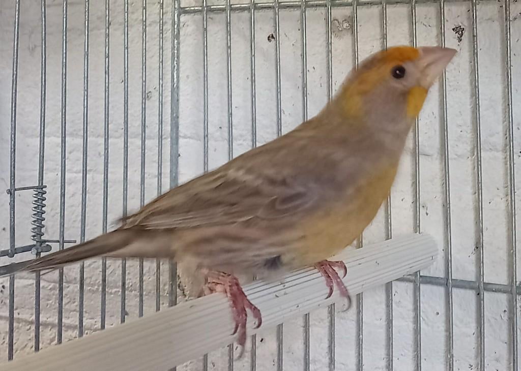 Roodmus mannetje, Dieren en Toebehoren, Mannelijk, Kleurkanarie