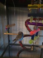 Jonge grasparkietjes, Dieren en Toebehoren, Vogels | Parkieten en Papegaaien, Meerdere dieren, Parkiet